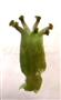 Pistil
